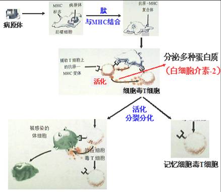 细胞免疫过程(最好配图)