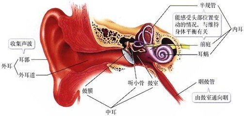 中耳包括听小骨,鼓室和鼓膜,内耳包括前庭,半规管和耳蜗三部分